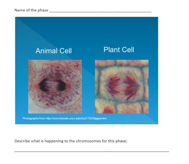 I need help it's naming the phase and describe what's happening to the chromosomes-example-4