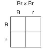 The diagram below represents a cross between two pink flowered pea plants. If the-example-1