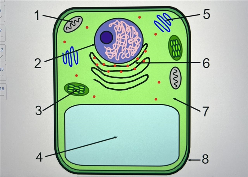 Identify the cell structure/part indicated at number 2 and 3.-example-1