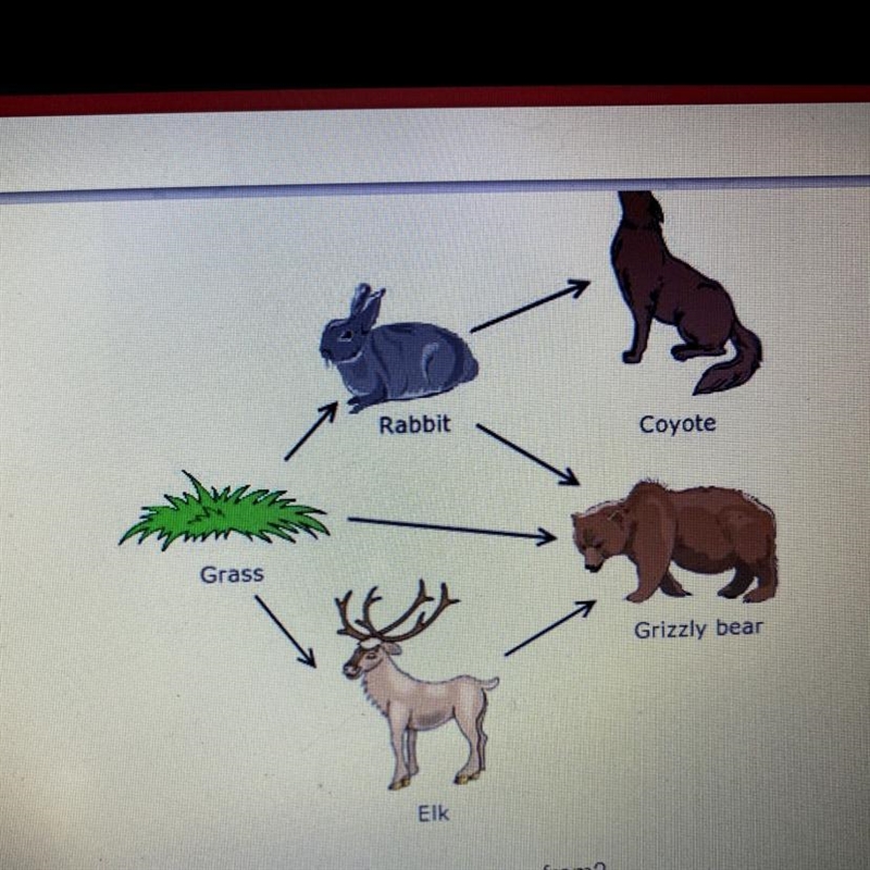 According to the food web what can a grizzly bear can receive energy fromA.grassB-example-1