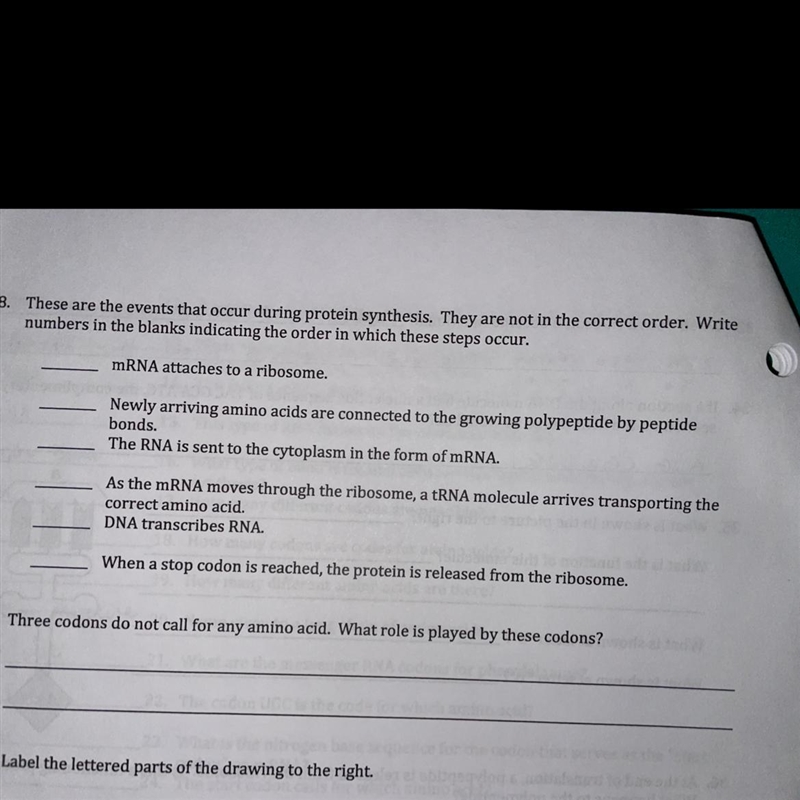 These are the events that occur during protein synthesis. They are not in the correct-example-1