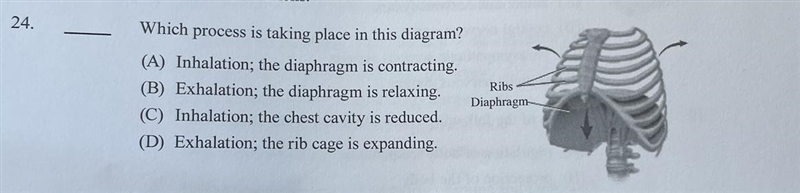 Which process is taking place in the diagram? A) inhalation; The diaphragm is contractingB-example-1