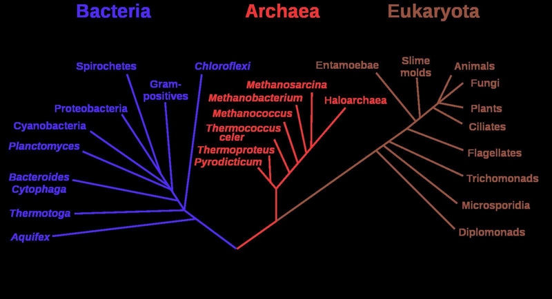 This is an evolutionary ( also known as phylogenetic) tree. what is the purpose of-example-1