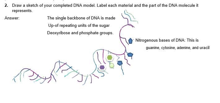 Please help me with this?Describe your DNA model. Which part do the straws represent-example-2