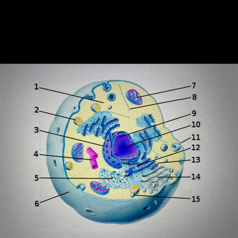 Label the parts of the cell-example-1