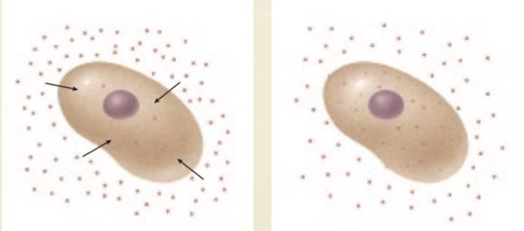 What process is illustrated in the picture and how does this process affect the cell-example-1