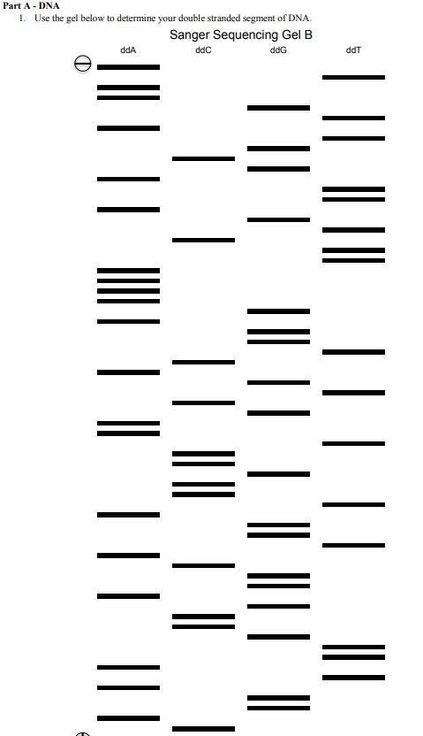 Use the gel below to determine your double stranded segment of DNA-example-1