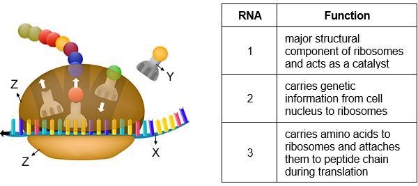 Nadia made a table that describes the function of the three main types of RNA. She-example-1