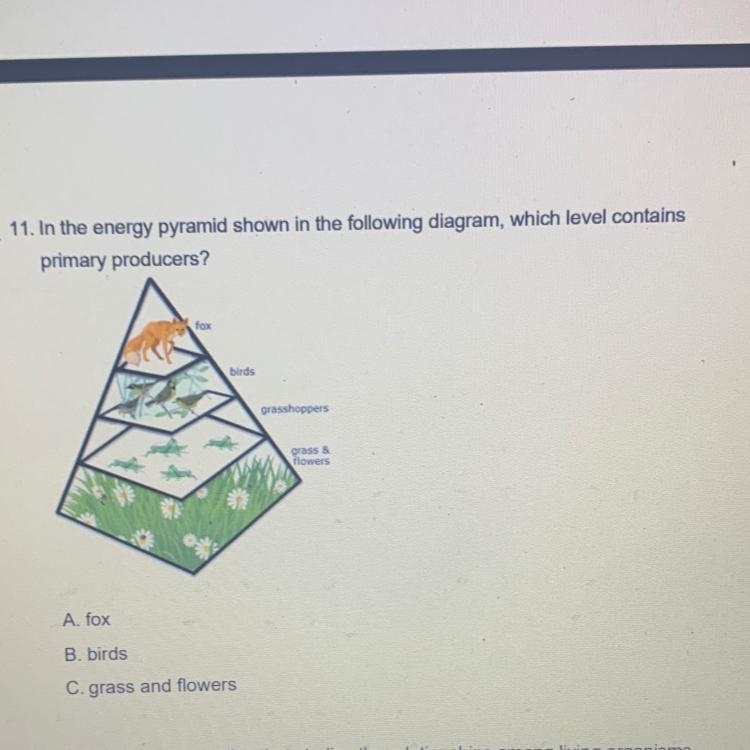 11. In the energy pyramid shown in the following diagram, which level contains primary-example-1