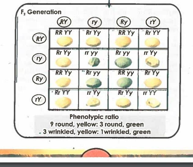 How many different genotypes are produced in this f2 generation? a)9 b)16 c)4 d)8-example-1