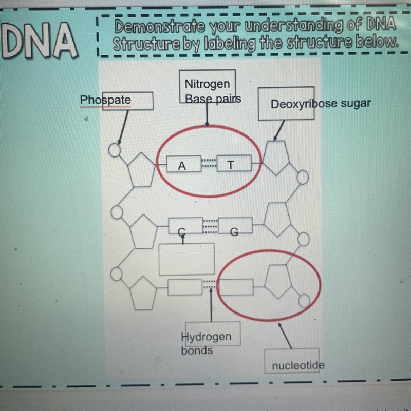 Demonstrate your understanding of DNA structure by labeling the structure below.-example-1