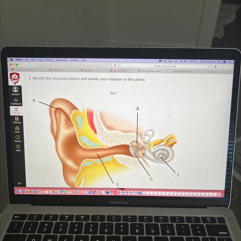 2. Identify the structures below and submit your response to this photo.EarABCD-example-1