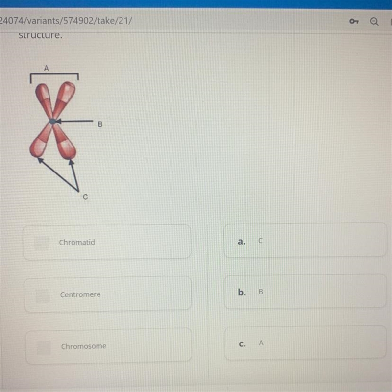 40 POINTS match the correct part of the structure-example-1