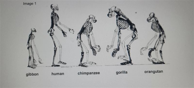 What similarities and differences do you see between the organisms in image 1?-example-1