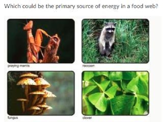 Which could be a primary source of energy in a food web?-example-1