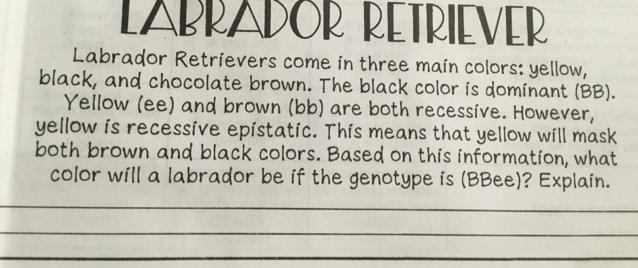 Labrador retrievers come in three main colors-example-1