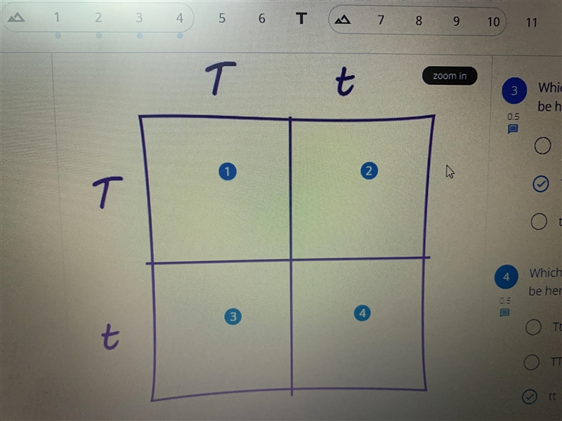 Based on the Punnett square above, what is the probability that an offspring from-example-1