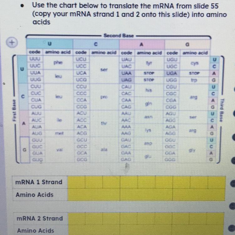 Directions . Use the chart below to translate the mRNA from slide 55 (copy your mRNA-example-1