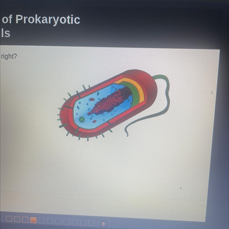 Which type of cell is pictured on the right?-example-1