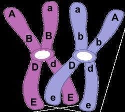 (HELP) After crossing-over as shown below, what would be the sequence of the alleles-example-1