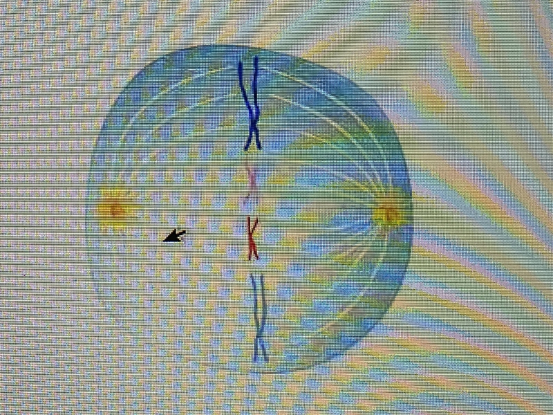 Which Phase of Cell Division is Shown? A. Prophase I of Meiosis B. Metaphase I of-example-1