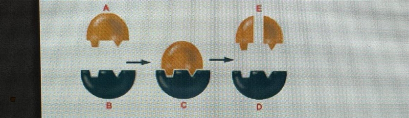 This segment best represent ls the products of the reaction…abcdor e-example-1