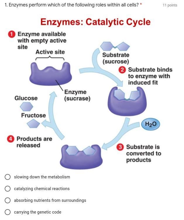 Please help its about enzymes-example-1