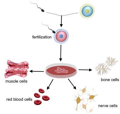 Please, help :( In secxually-reproducing organisms, a sperm cell unites with an egg-example-1