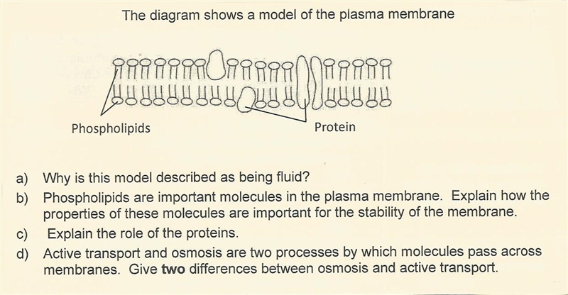 Explain hot the properties of the phospholipids are important for the stability of-example-1