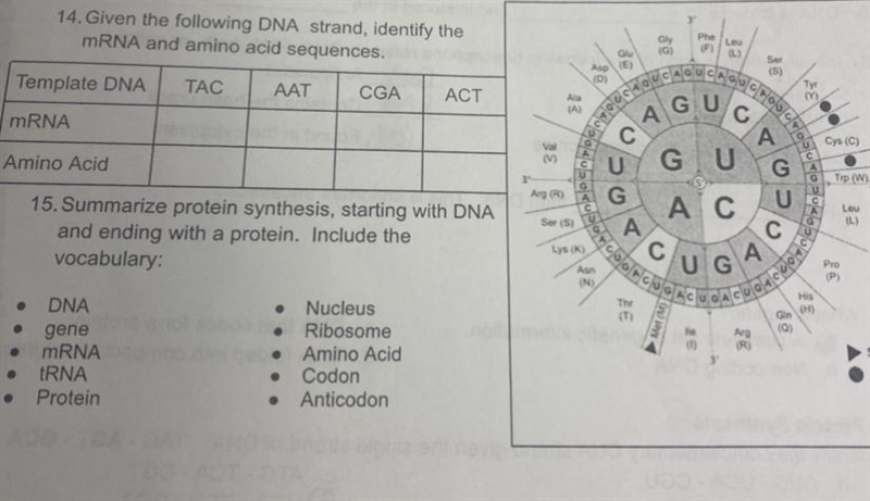 14. Given the following DNA strand, identify themRNA and amino acid sequences.-example-1