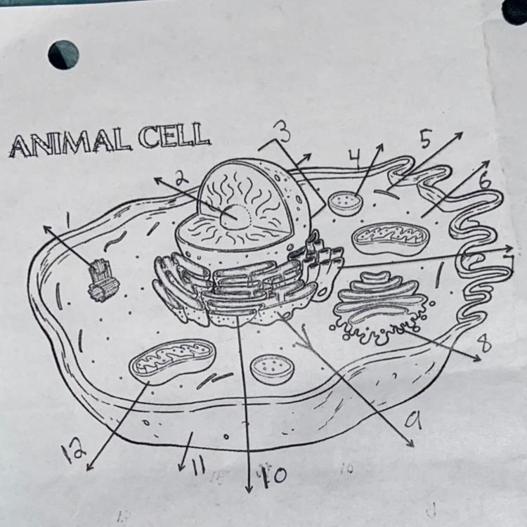 ANIMAL CELL labeling please help-example-1