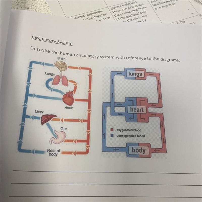 Describe the human circulatory system with reference to the graph-example-1