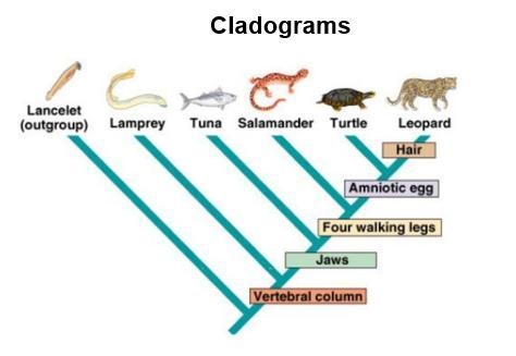 Which organism will have DNA most similar to the turtle? explain ~-example-1