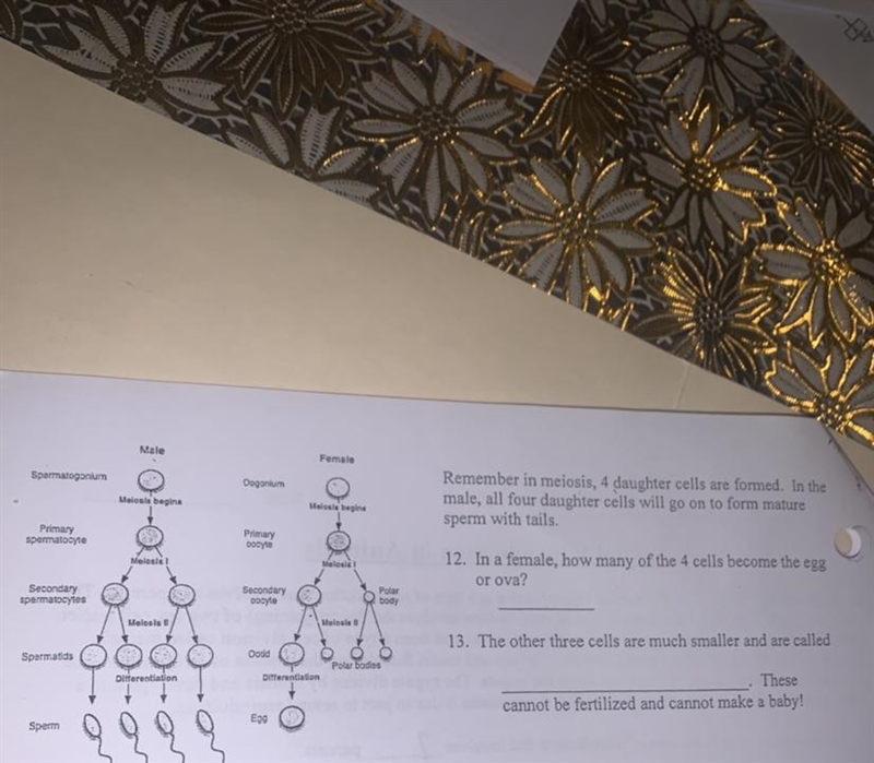 SpermatogoniumPrimaryspermatocyteSecondaryspermatocytesMaleMeiosis beginsMelosis]DogoniumPrimaryDocyteSecondaryDocyteFemaleMelosis-example-1