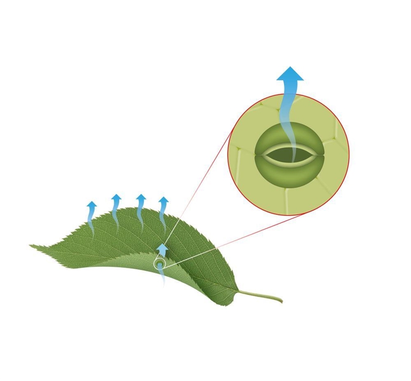 The diagram below shows water vapor leaving the stomata of a leaf. Which water cycle-example-1