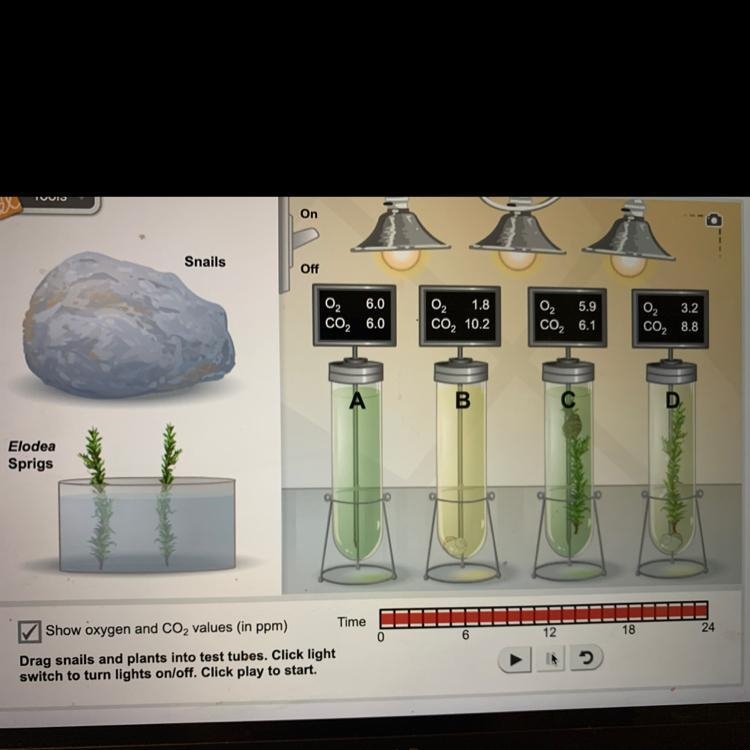 Using your knowledge of photosynthesis and celular respiration, predict what will-example-1