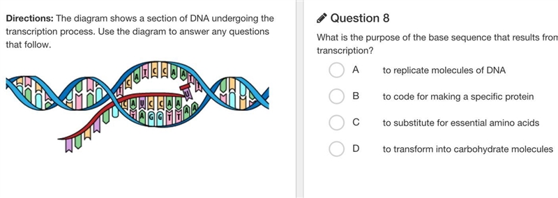 What is the purpose of the base sequence that results from transcription?a) to replicate-example-1