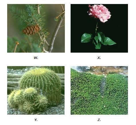 Help me pls fast Which of the following is an example of a nonvascular plant? Question-example-1