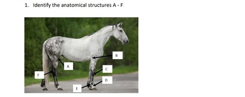 Identify the anatomical structure A-F​-example-1