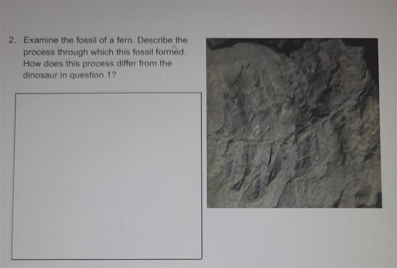 Examine the fossil of a fern. Describe the process through which this fossil formed-example-1