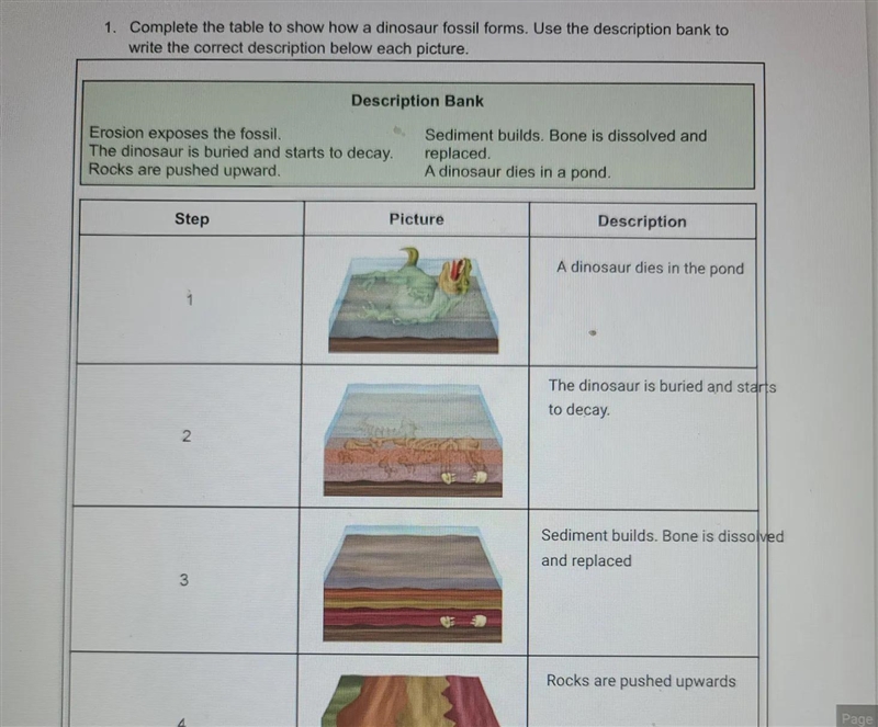 Examine the fossil of a fern. Describe the process through which this fossil formed-example-2