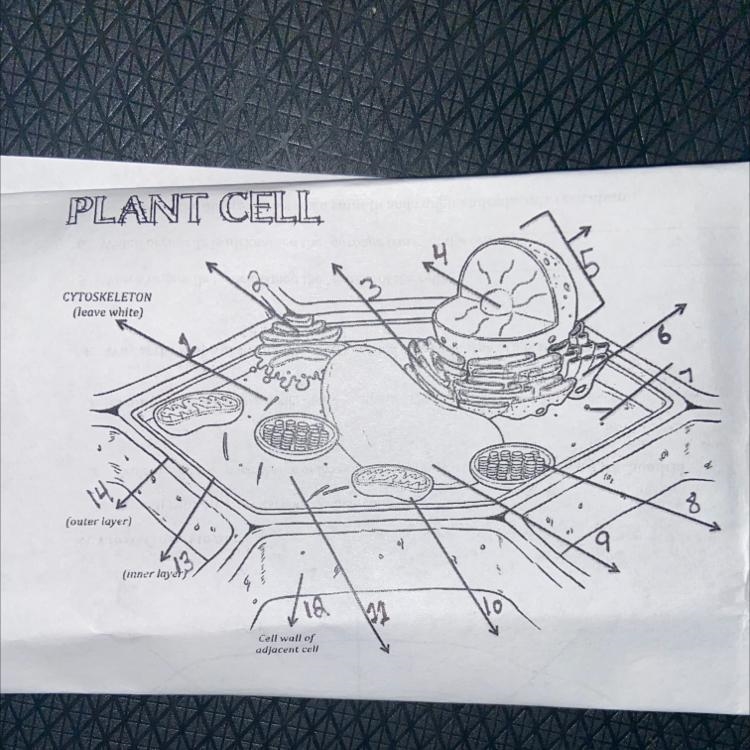 PLANT CELL labeling-example-1