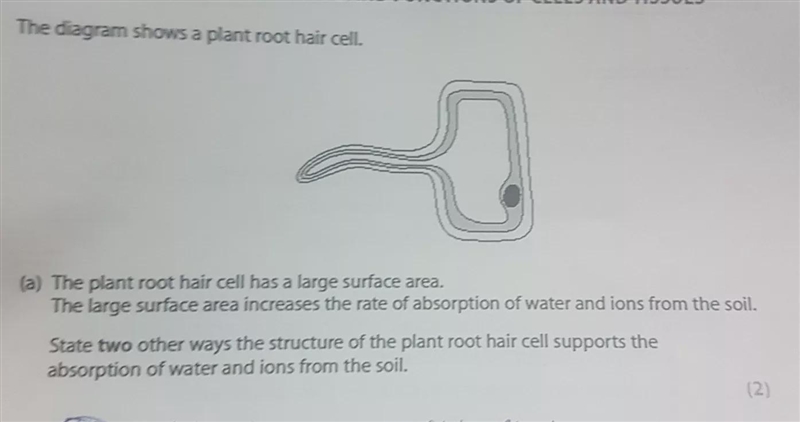 State two other ways the structure of the plant root hair cell supports the absorption-example-1