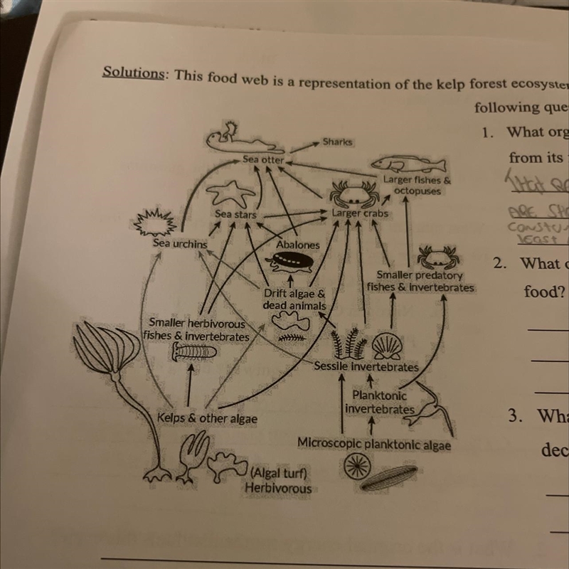 What organism gains the most energy from its food? Why?-example-1