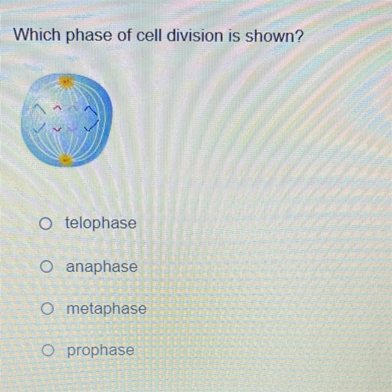 PLEASE HELP!!!!!! 100 points Which phase of cell division is shown? telophase anaphase-example-1