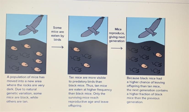 What is the variation in the population? answers; 1) smaller and larger mice 2) mice-example-1