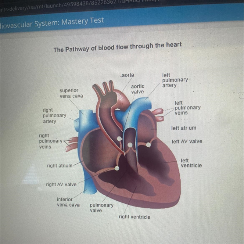 Select the correct locations on the image.Which valve permits blood to flow from the-example-1