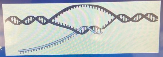 Which of the following are formed by this process?A. new copies of the genome each-example-1