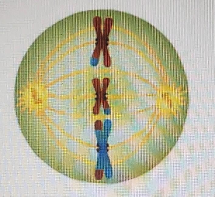 2. Which phase of meiosis is represented below? A. anaphase B. prophase C. telophase-example-1