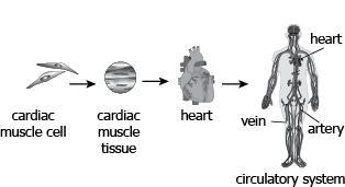 27. A student constructs a model to show the structural organization in humans, as-example-1